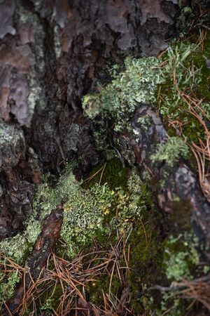 Macrophotography. The bark of tree overgrown with moss and lichen.の写真素材