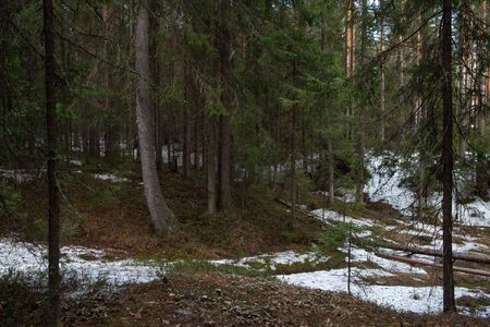 Taiga forest on a sunny spring day. Trees, tree branches snatched from the shadows by the evening sun's rays.の写真素材