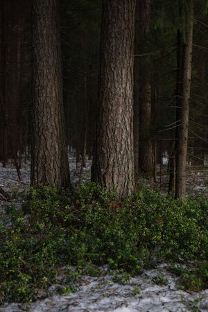Taiga forest on a sunny spring day. Thawed patch with bushes of cranberries on it.