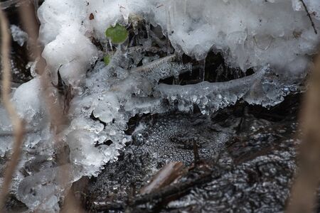 The rapid flow of a spring forest stream with frozen drops on fallen branches.の写真素材