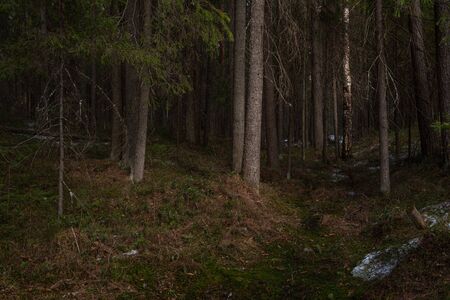 Mysterious dense forest in the rays of sunset light with trees and branches going into the shade and bright sunlight.の写真素材