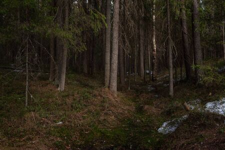 Mysterious dense forest in the rays of sunset light with trees and branches going into the shade and bright sunlight.の写真素材