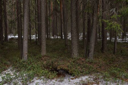 Taiga forest on a sunny spring day. Trees, tree branches snatched from the shadows by the evening...