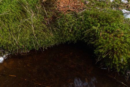 Meltwater flows down from the hill in a calm stream, flowing into a spring covered with soft green moss.の写真素材