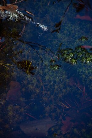 Mysterious sacred forest. Swampy woodland covered with thick green mossの写真素材