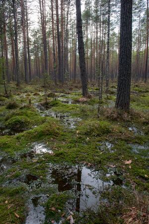 Forest swamp with a large number of stumps, pines. it is overgrown with bushes of ledum and green moss.の写真素材