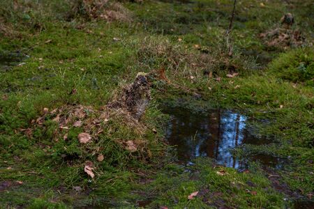 Mysterious sacred forest. Swampy woodland covered with thick green mossの写真素材