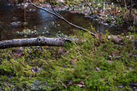 Mysterious sacred forest. Swampy woodland covered with thick green mossの写真素材
