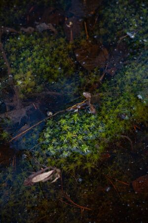 Mysterious sacred forest. Swampy woodland covered with thick green mossの写真素材