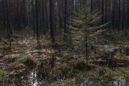 Forest swamp with a large number of stumps, pines. it is overgrown with bushes of ledum and green moss.の写真素材