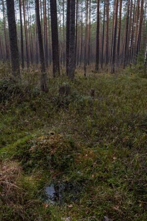 Forest swamp with a large number of stumps, pines. it is overgrown with bushes of ledum and green moss.の写真素材