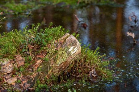 Mysterious sacred forest. Swampy woodland covered with thick green mossの写真素材