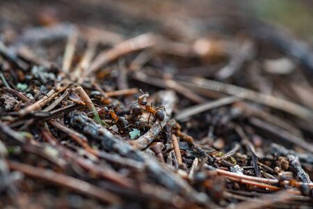 Forest workers ants in the daily bustle of everyday life.の写真素材