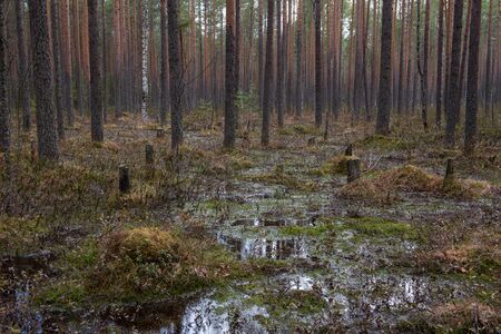 Forest swamp with a large number of stumps, pines. it is overgrown with bushes of ledum and green moss.の写真素材