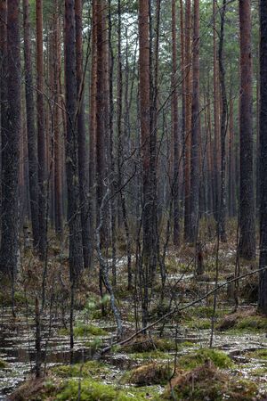 Forest swamp with a large number of stumps, pines. it is overgrown with bushes of ledum and green moss.の写真素材