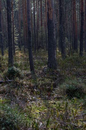 Forest swamp with a large number of stumps, pines. it is overgrown with bushes of ledum and green moss.の写真素材