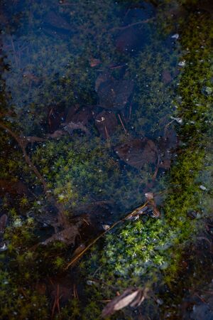 Mysterious sacred forest. Swampy woodland covered with thick green mossの写真素材