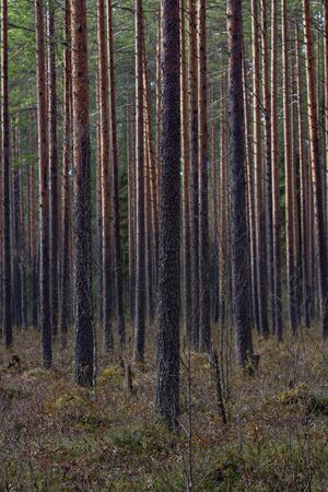 Forest swamp with a large number of stumps, pines. it is overgrown with bushes of ledum and green moss.の写真素材