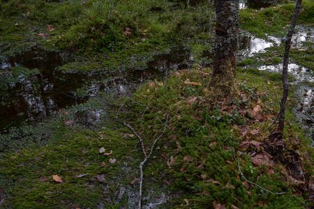 Forest swamp with a large number of stumps, pines. it is overgrown with bushes of ledum and green moss.の写真素材
