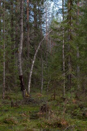 A mysterious sacred forest with strange gnarled trees and bushes.の写真素材