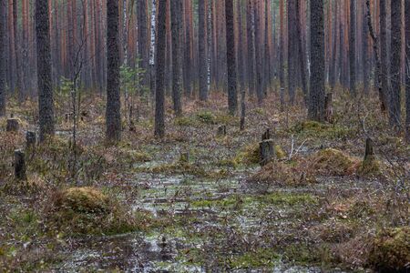 Forest swamp with a large number of stumps, pines. it is overgrown with bushes of ledum and green moss.の写真素材