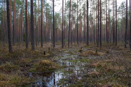 Forest swamp with a large number of stumps, pines. it is overgrown with bushes of ledum and green moss.の写真素材