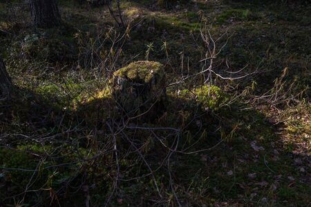 An old rotten stump overgrown with moss and ledum in a swampy area.の写真素材