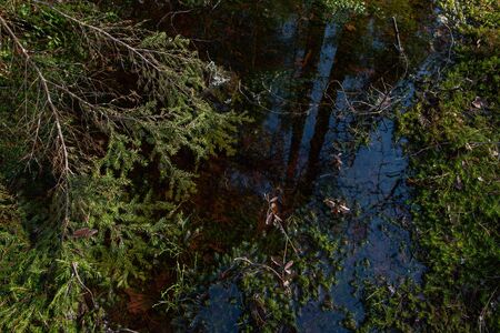 Mysterious sacred forest. Swampy woodland. Close up of the fir branch in the waterの写真素材