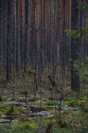 Forest swamp with a large number of stumps, pines. it is overgrown with bushes of ledum and green moss.の写真素材