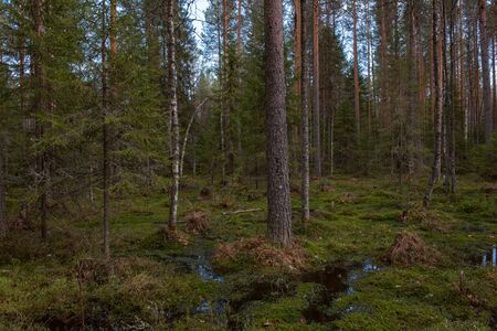 Forest swamp with a large number of stumps, pines. it is overgrown with bushes of ledum and green moss.の写真素材