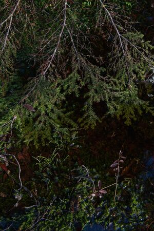 Mysterious sacred forest. Swampy woodland. Close up of the fir branch in the waterの写真素材