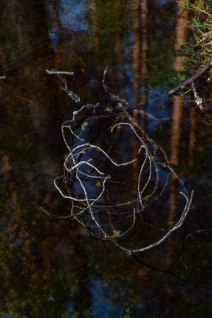 Mysterious sacred forest. Swampy woodland. submerged in the water, a fallen, dried-up branch of a pine tree.の写真素材