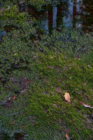 Mysterious sacred forest. Swampy woodland covered with thick green mossの写真素材
