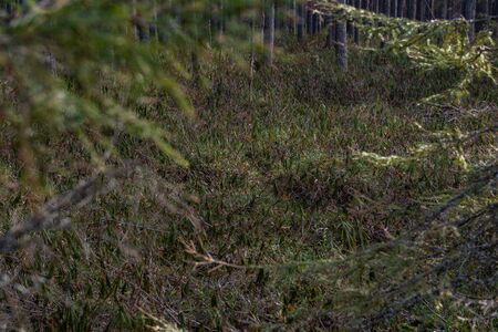 Forest swamp with a large number of stumps, pines. it is overgrown with bushes of ledum and green moss.の写真素材