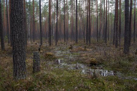 Forest swamp with a large number of stumps, pines. it is overgrown with bushes of ledum and green moss.の写真素材