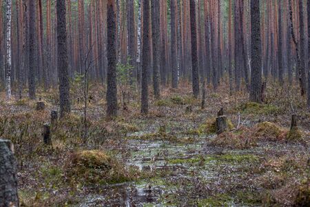 Forest swamp with a large number of stumps, pines. it is overgrown with bushes of ledum and green moss.の写真素材
