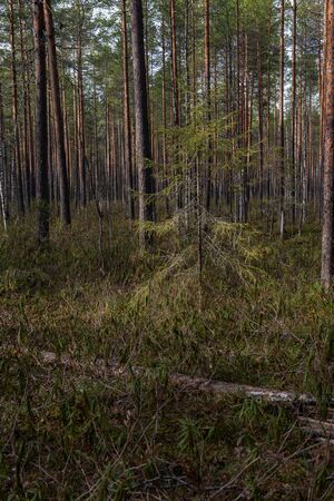 Forest swamp with a large number of stumps, pines. it is overgrown with bushes of ledum and green moss.の写真素材