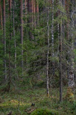 A mysterious sacred forest with strange gnarled trees and bushes.の写真素材