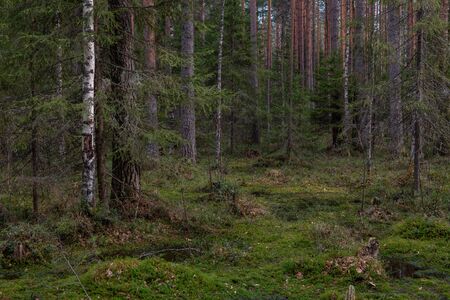 A mysterious sacred forest with strange gnarled trees and bushes.の写真素材