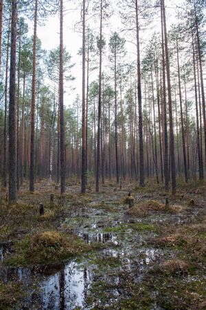Forest swamp with a large number of stumps, pines. it is overgrown with bushes of ledum and green moss.の写真素材