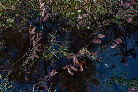 Mysterious sacred forest. Swampy woodland covered with thick green mossの写真素材
