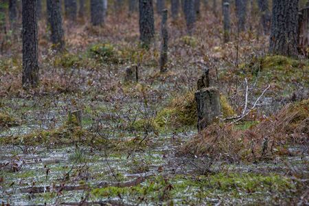 Forest swamp with a large number of stumps, pines. it is overgrown with bushes of ledum and green moss.の写真素材