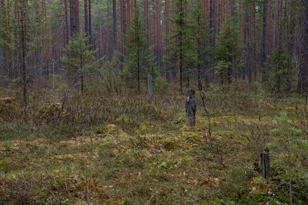 Forest swamp with a large number of stumps, pines. it is overgrown with bushes of ledum and green moss.の写真素材