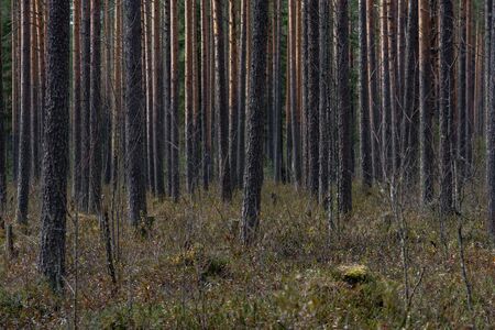 Forest swamp with a large number of stumps, pines. it is overgrown with bushes of ledum and green moss.の写真素材
