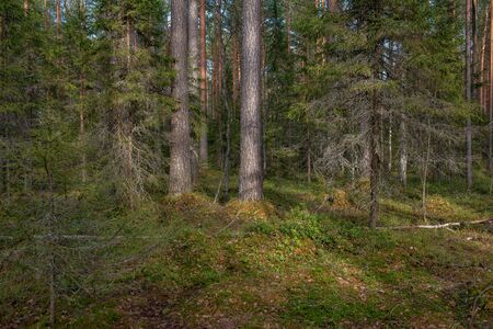 A mysterious sacred forest with strange gnarled trees and bushes.の写真素材