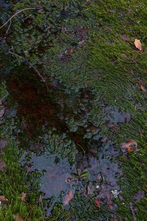 Mysterious sacred forest. Swampy woodland covered with thick green mossの写真素材