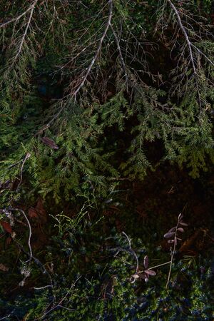 Mysterious sacred forest. Swampy woodland. Close up of the fir branch in the waterの写真素材