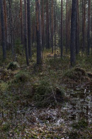 Forest swamp with a large number of stumps, pines. it is overgrown with bushes of ledum and green moss.の写真素材