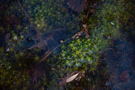 Mysterious sacred forest. Swampy woodland covered with thick green mossの写真素材