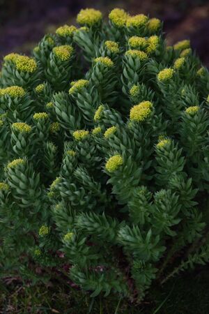 Rhodiola rosea close-up after sunset.の写真素材